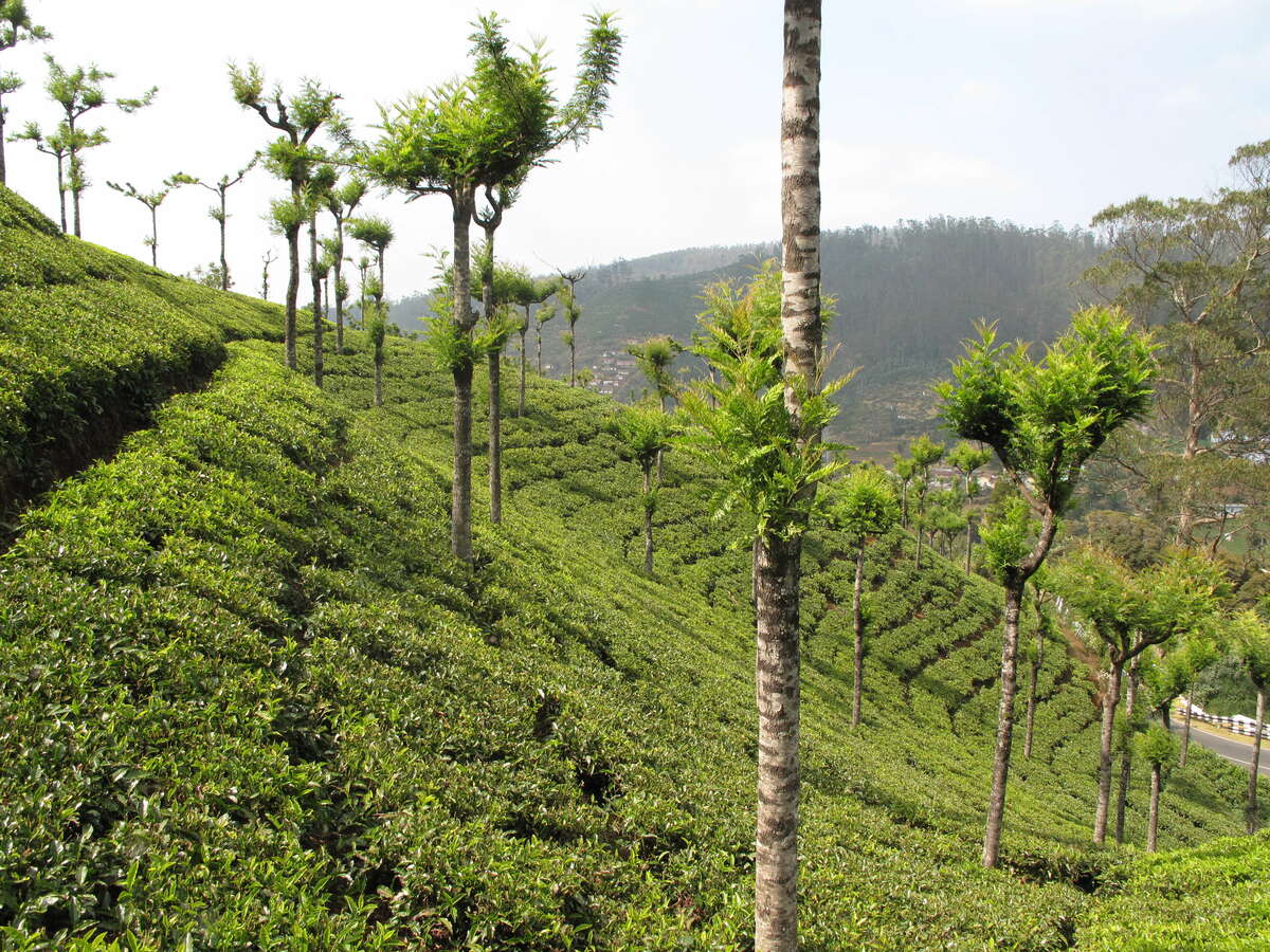 plantation de thé